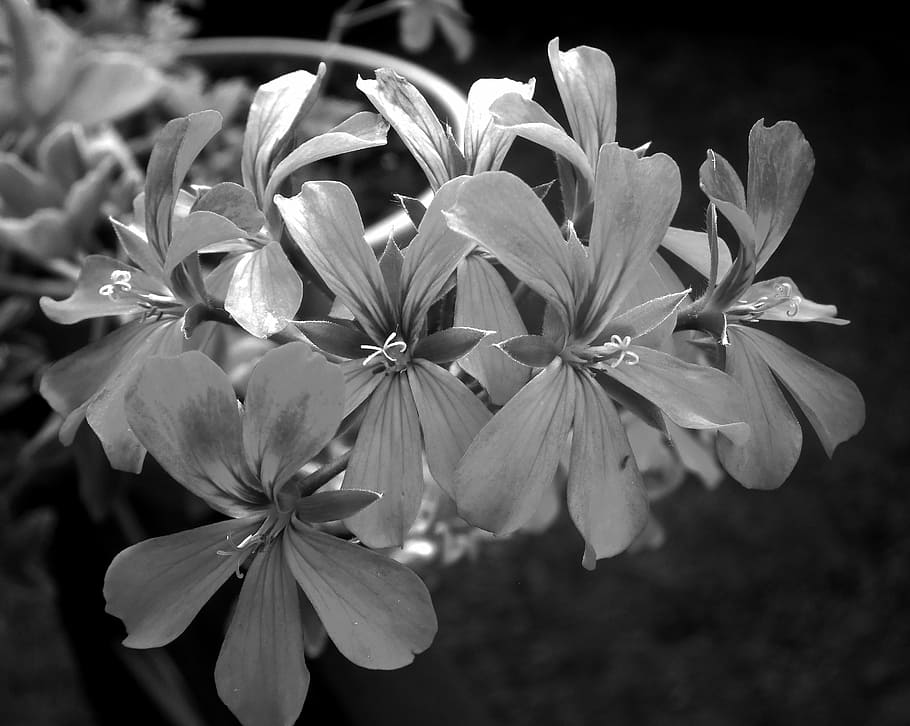 flower, geranium, black, white, summer, petals, nature, flowering plant HD wallpaper