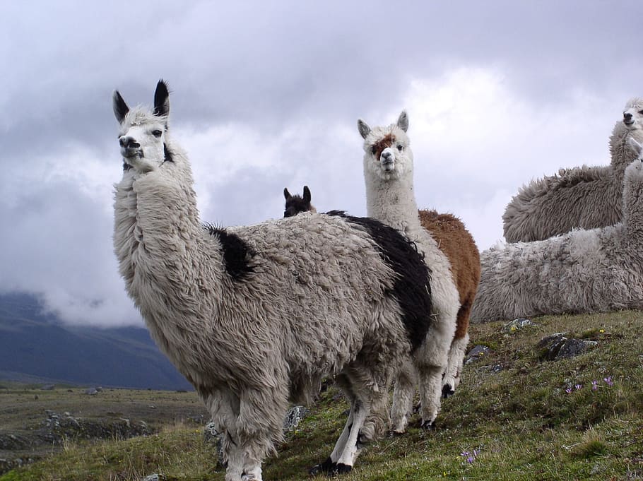 three llamas on mountain, Ecuador, Cotopaxi, natural national park, HD wallpaper