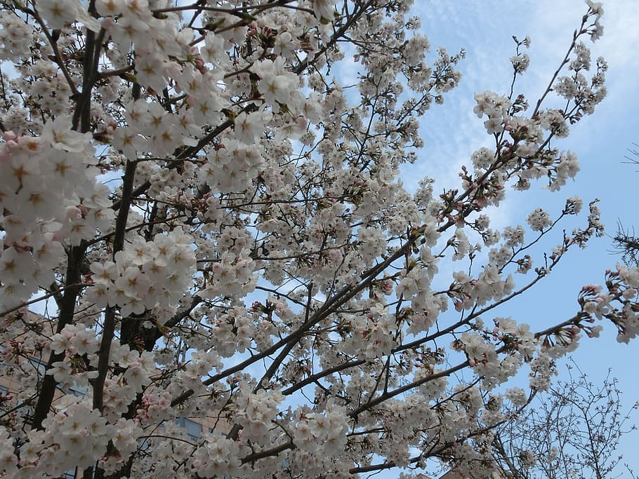 cherry blossoms, background, flowers, tree, springtime, nature HD wallpaper