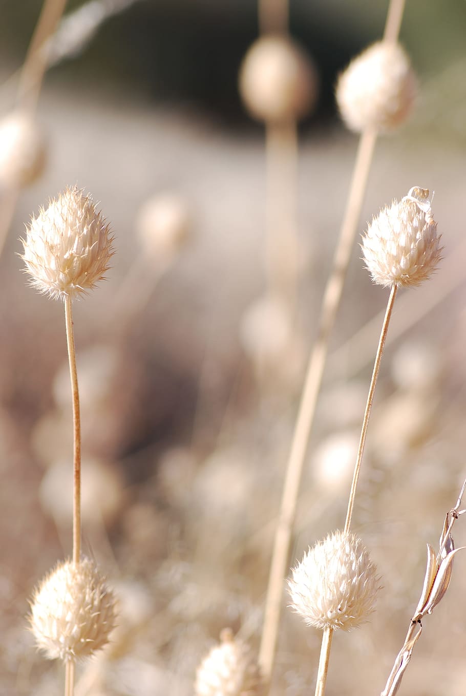 grass, dry, herb, field, plant, nature, growth, fragility, focus on foreground HD wallpaper