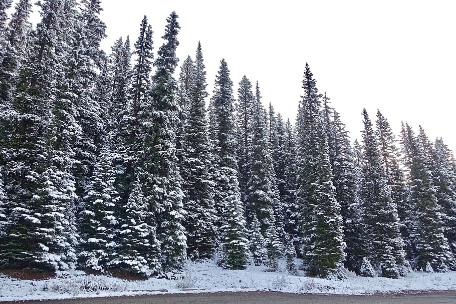 Trees, Snow, Forest, Winter, Landscape, nature, cold, white HD wallpaper