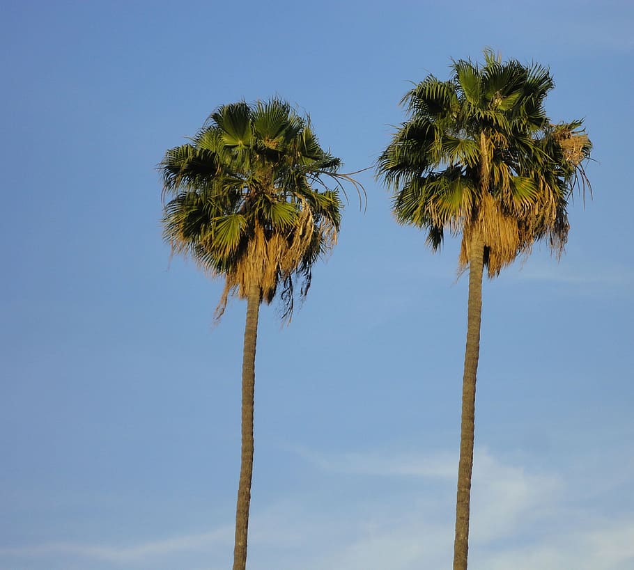palm trees, tropical, beach, summer, travel, sea, island, ocean HD wallpaper