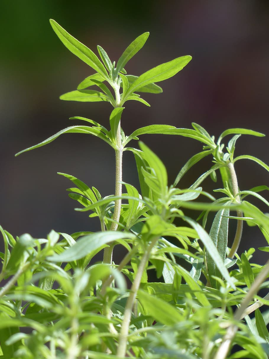 green leafed plant, summer savory, kitchen herb, satureja hortensis, HD wallpaper