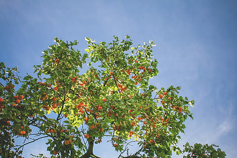 Apricot Tree in the Sky, apricots, clouds, fruit, nature, leaf HD wallpaper