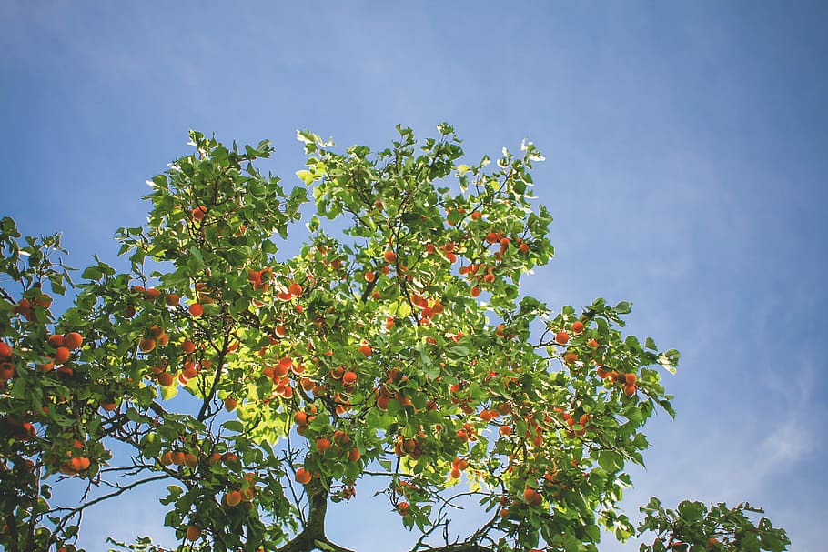 Apricot Tree in the Sky, apricots, clouds, fruit, nature, leaf HD wallpaper