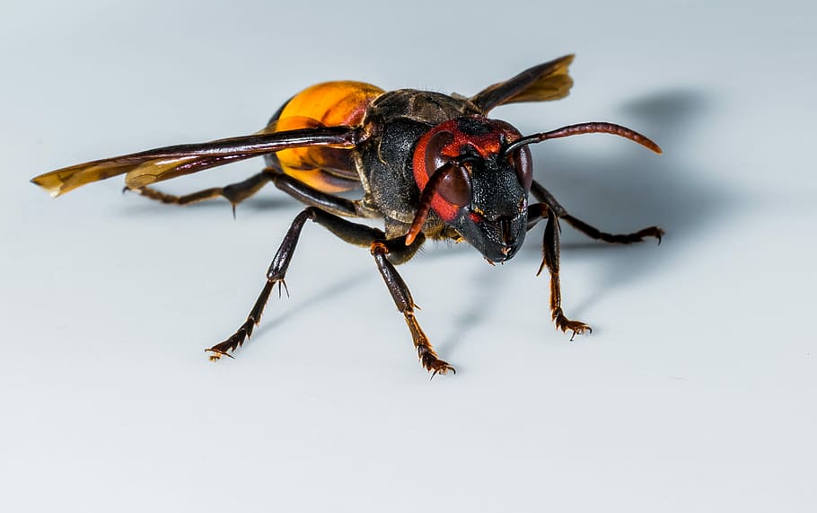 Hornet, Wasp, Insect, Close, one animal, animal wildlife, animal themes HD wallpaper
