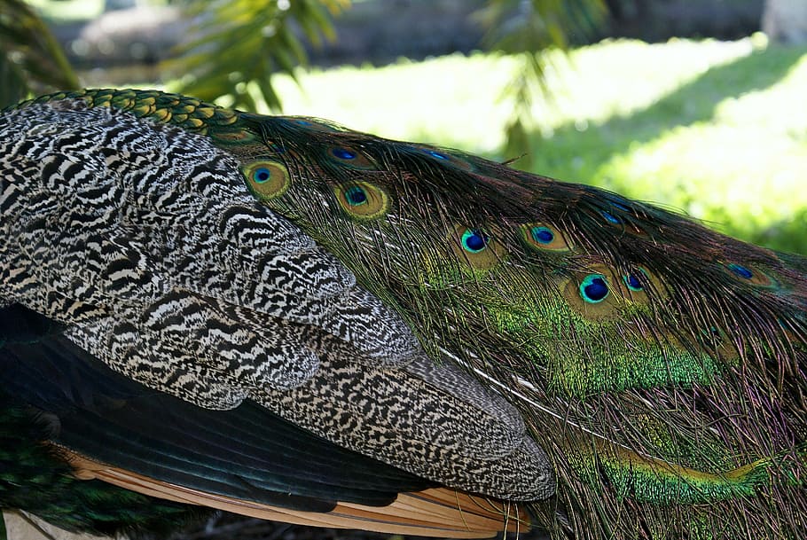 close-up photography of peacock, miami, biscayne, key biscayne peacocks