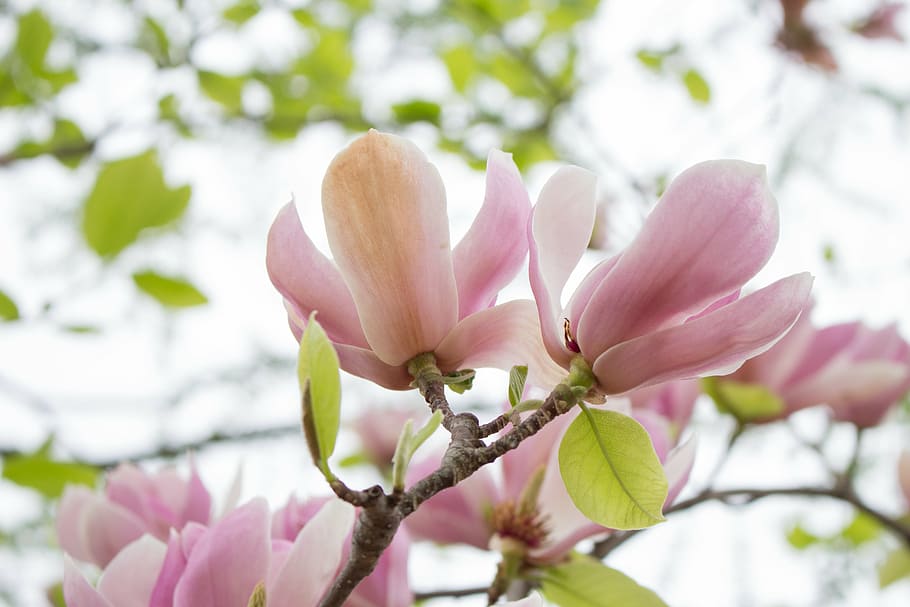 bloom, blossom, flower, leaf, leaves, nature, petals, pink HD wallpaper