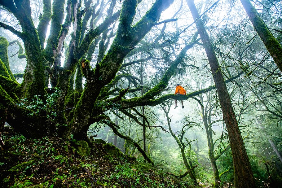 person sitting on tree branch during daytimne, man sitting on tree branch at daytime HD wallpaper