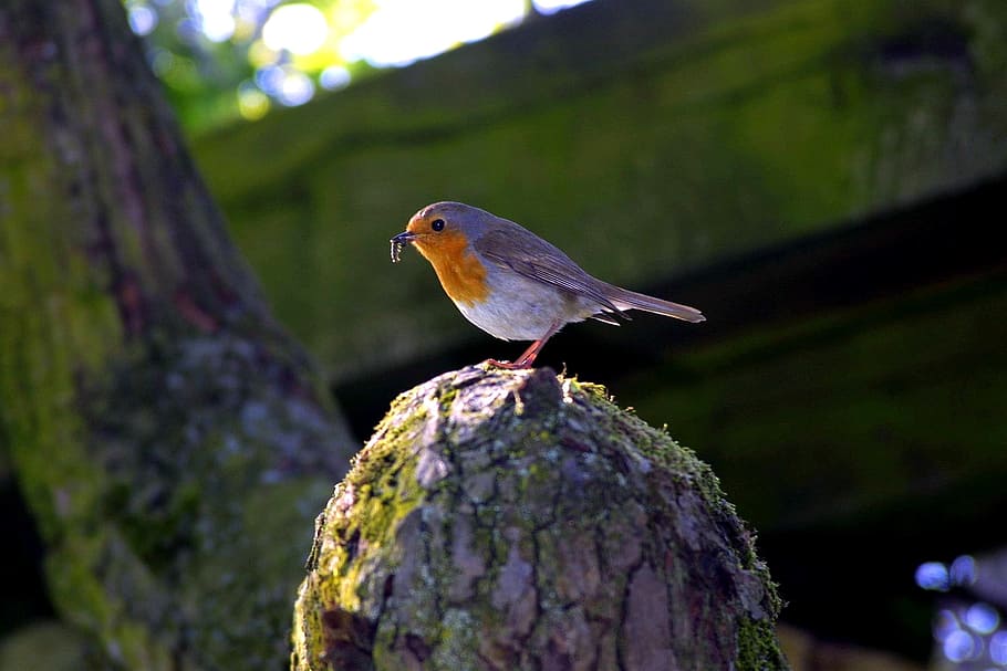 purple and white bird on top of tree, robin, worm, north park HD wallpaper