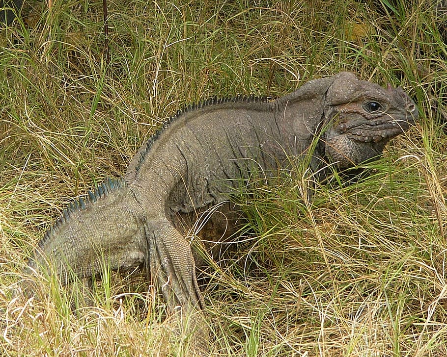iguana, nature, outside, grass, plants, reptile, wildlife, animal HD wallpaper