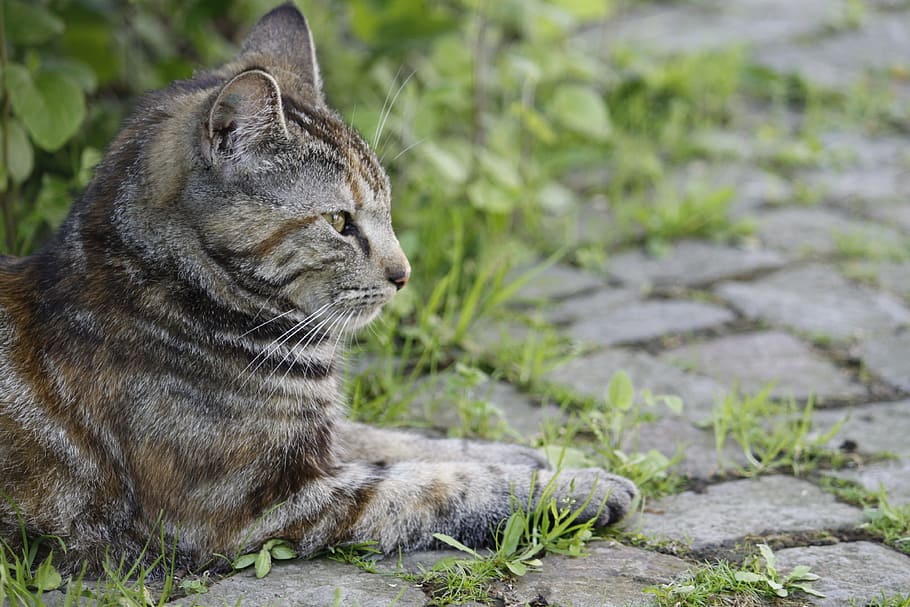 cat, animal, grey, mackerel, nature, domestic cat, animal themes HD wallpaper