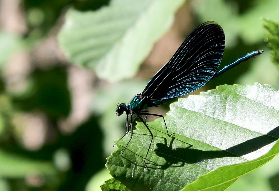 Dragonfly, Insect, Nature, blue, blue dragonfly, wings, foliage HD wallpaper
