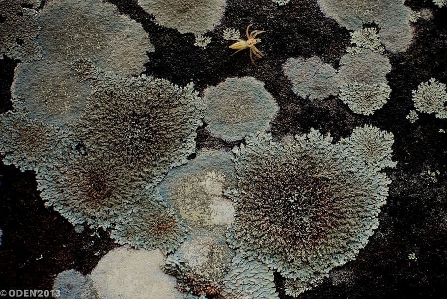 lichen, rock, moisture, moss, stone, nature, plant, natural HD wallpaper