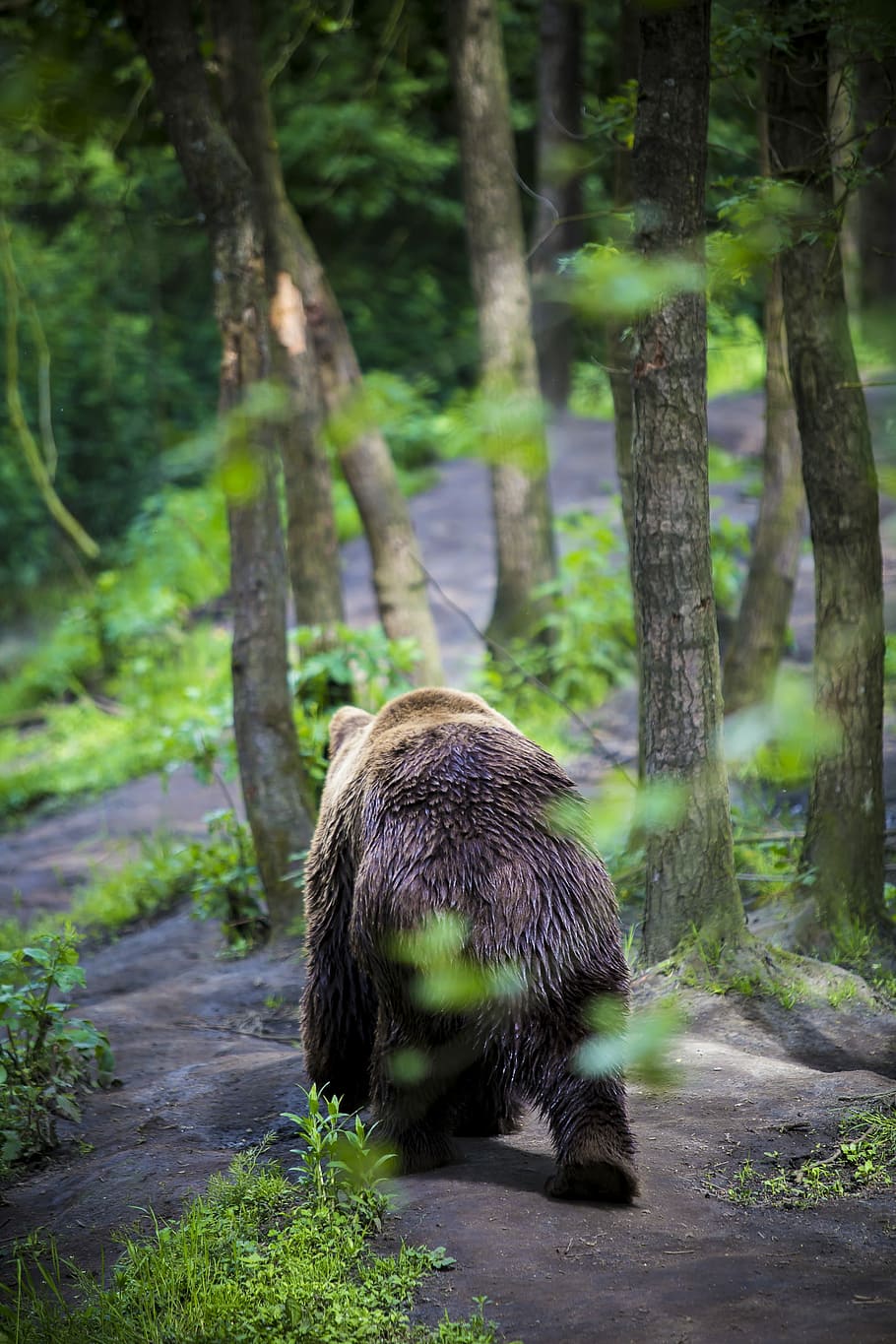 grizzly bear walking in the forest at daytime, brown and black bear walking at forest HD wallpaper