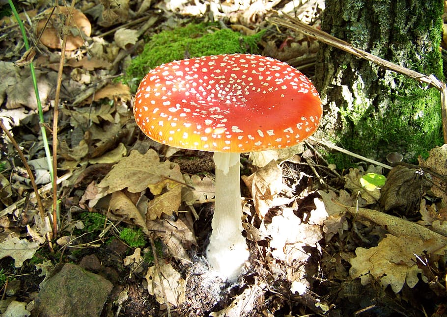 Fly-Agaric, Red, Mushroom, Nature, red mushroom, fungus, fly agaric mushroom HD wallpaper