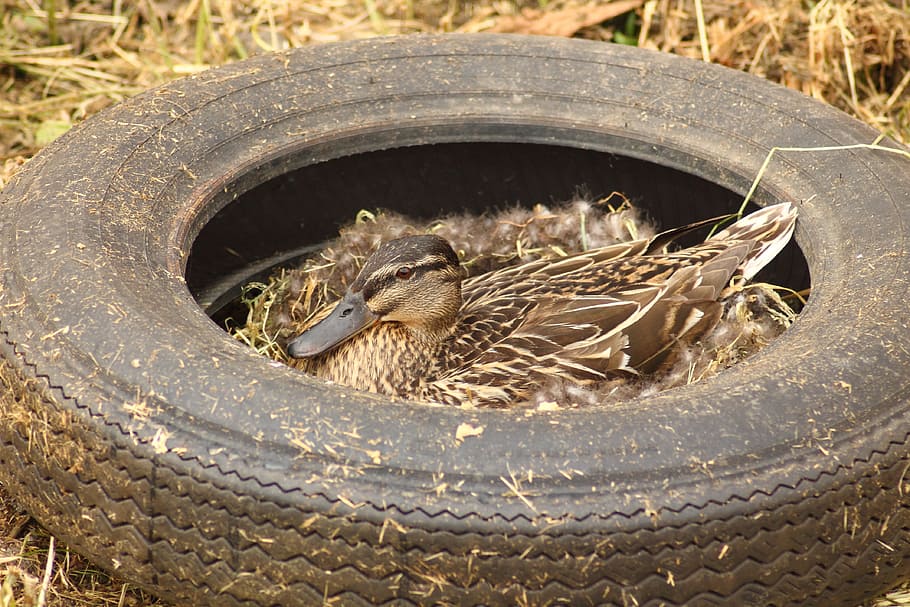 brown duck in tire ], pollution, duck females, breeding end, mallard, HD wallpaper