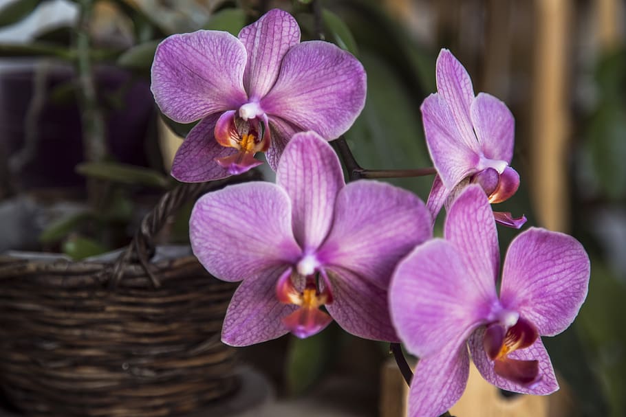 orchid, flower, pot, violet, flowering plant, petal, fragility, HD wallpaper