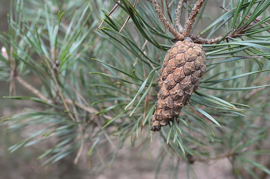 tree, pine, needle, nature, plants evergreen, coniferous, christmas tree HD wallpaper