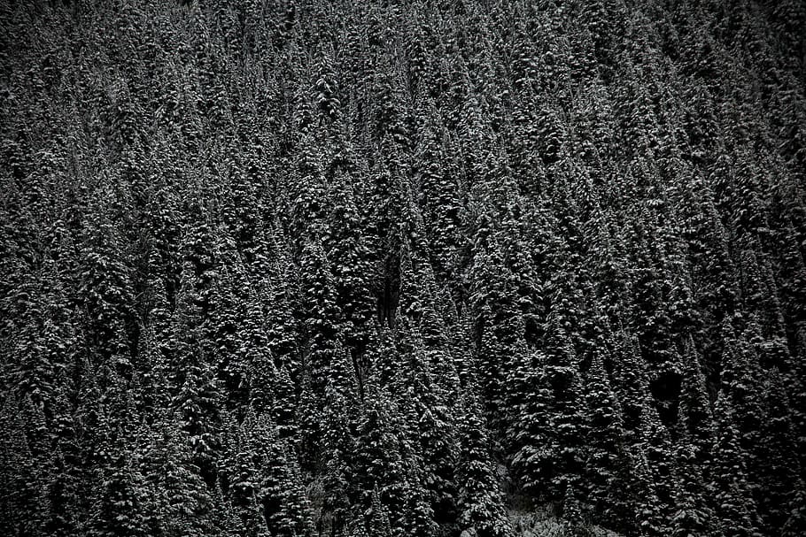 grayscale photography of forest, grayscale photo of tree, snow HD wallpaper