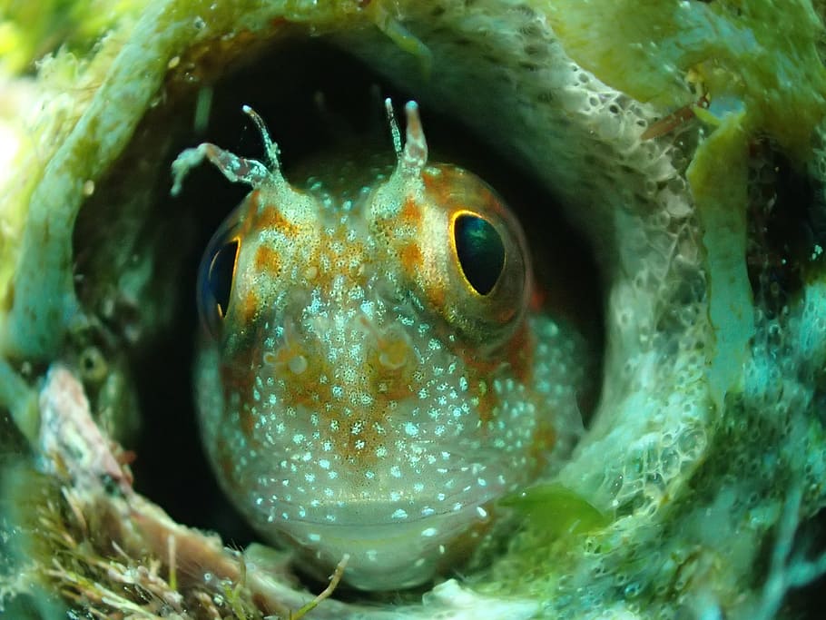 fish, frog on, diving, sea, animal themes, one animal, underwater HD wallpaper