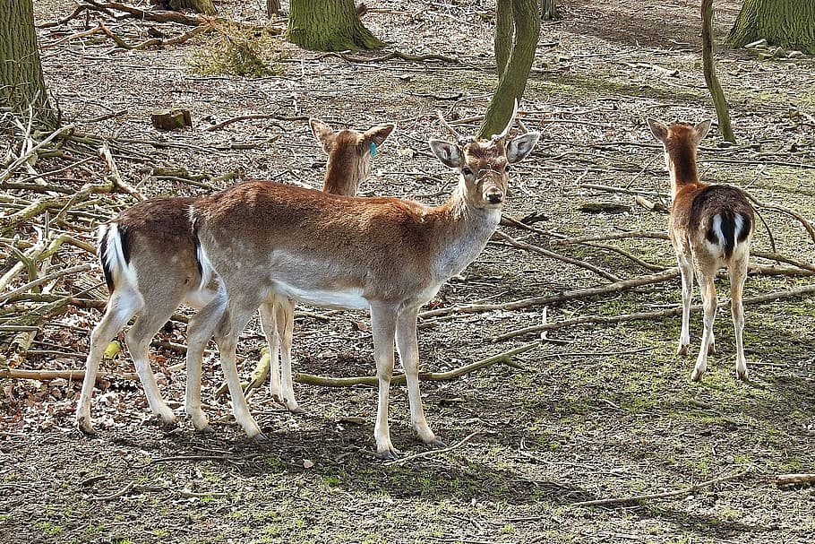 deer, fallow deer, forest, wild, nature, roe deer, scheu, animal themes HD wallpaper