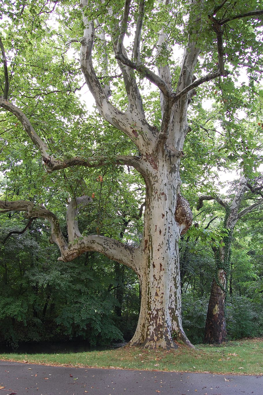 Oak, Old, Tree, Walk, Walk, Away, Bark, Mood, old oak, spring HD wallpaper