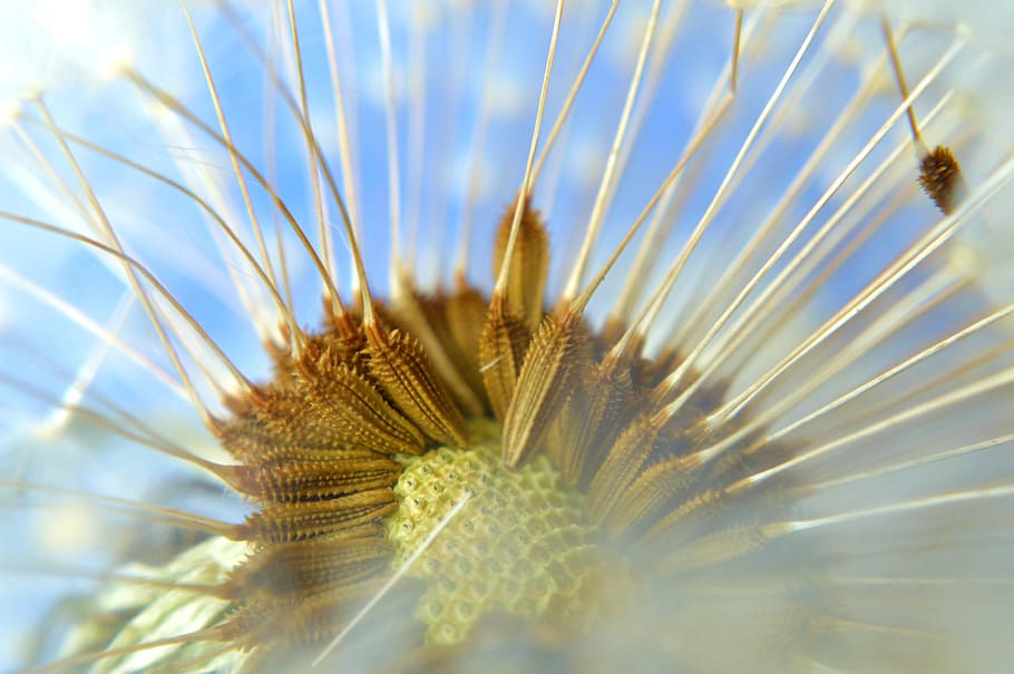 macro photography of dandelion, wishing, leaf, pattern, lines HD wallpaper