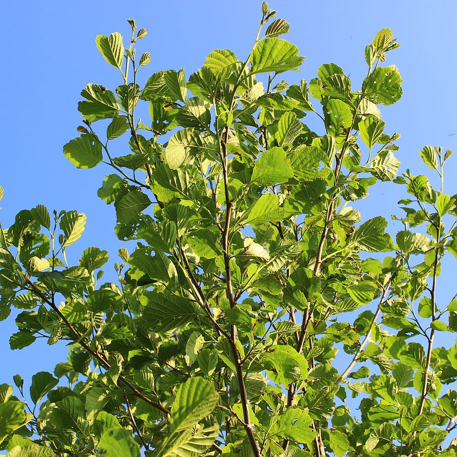 tree, sky, green, nature, branch, birch, leaf, leaves, close HD wallpaper