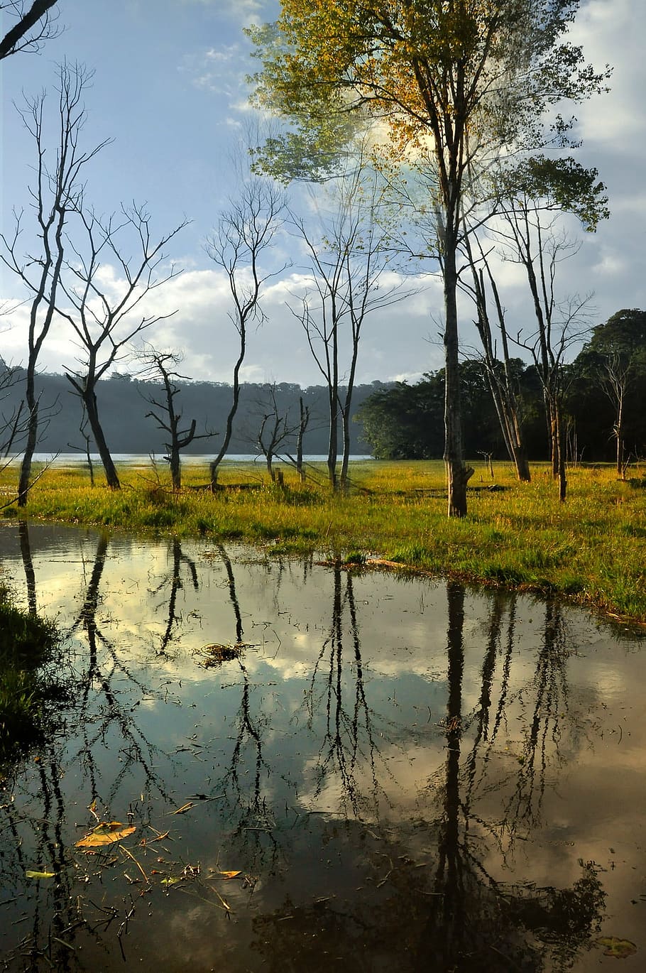 water, tree, mood, panorama, rest, mirroring, sky, swamp, moor HD wallpaper
