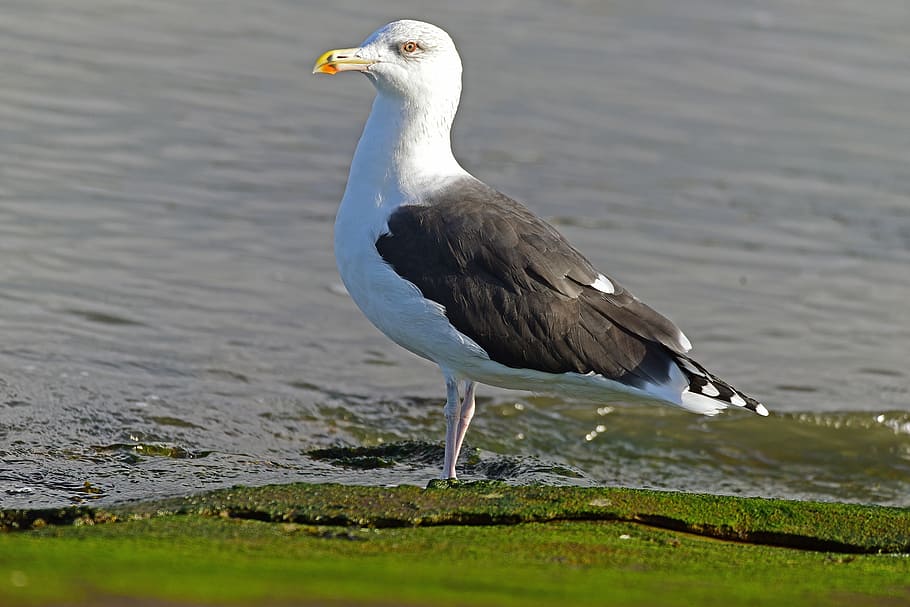 gulls, ring-billed, largest gull, bird, seagull, animal, nature HD wallpaper