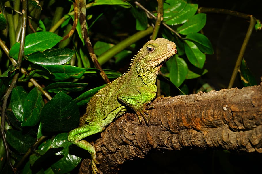 green reptile on wood brand near green leaf, lizard, urtier HD wallpaper