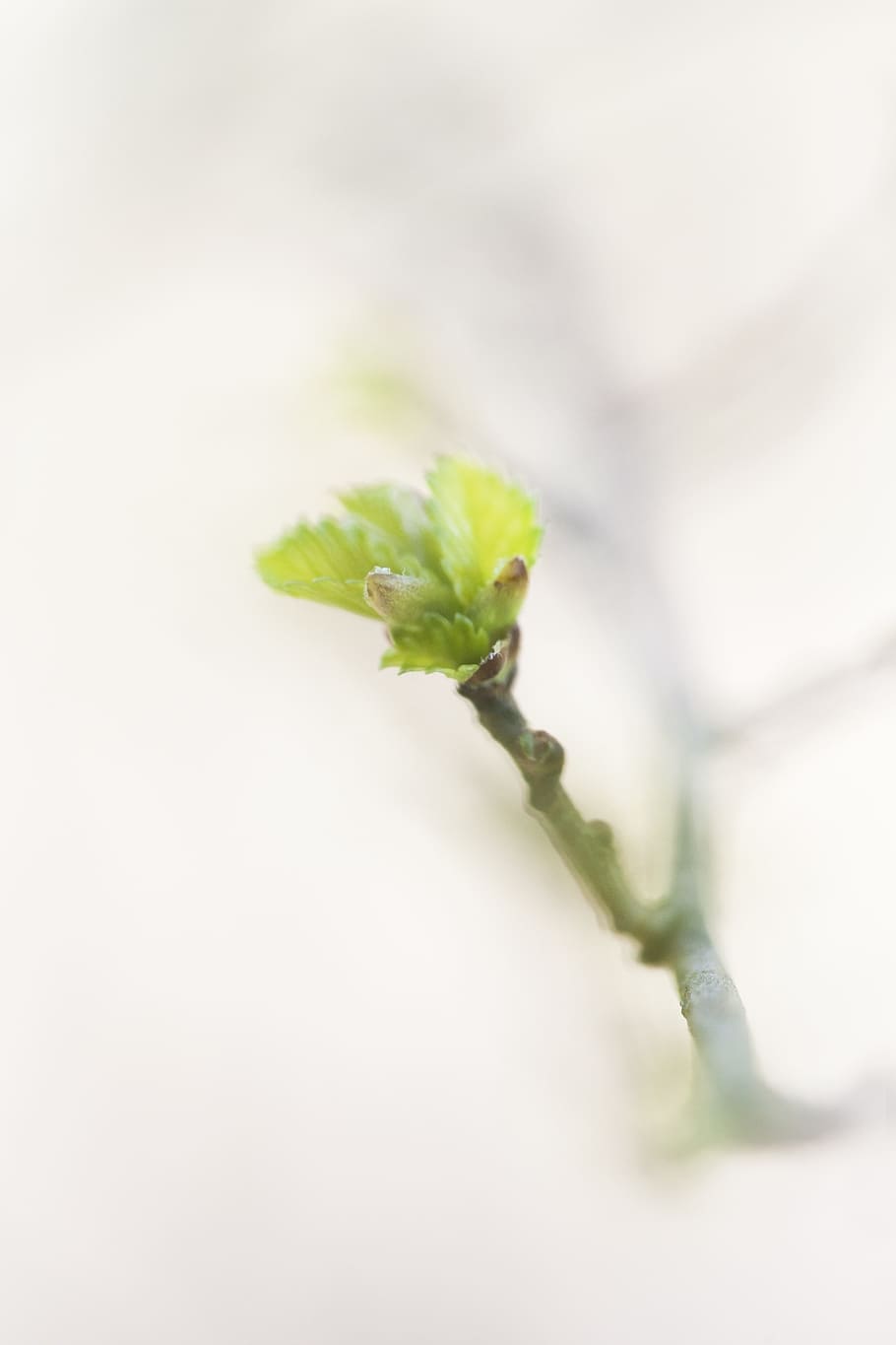 selective focus photography of green leaf, spring, white, relax HD wallpaper