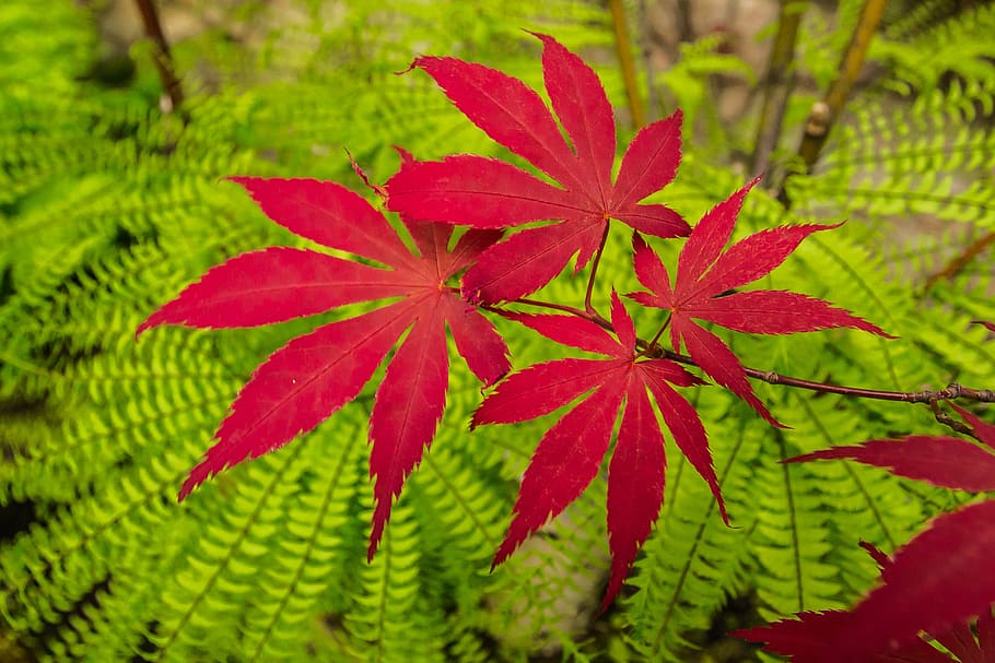 red maple, tree, garden, leaf, plant part, green color, close-up HD wallpaper