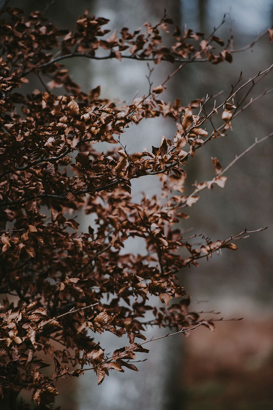 Autumn Leaves, plant with brown leaves, tree, branches, winter HD wallpaper