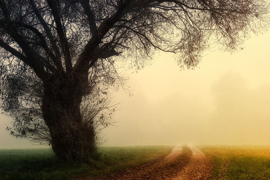 road and tree covered with fog, landscape, nature, dawn, foggy