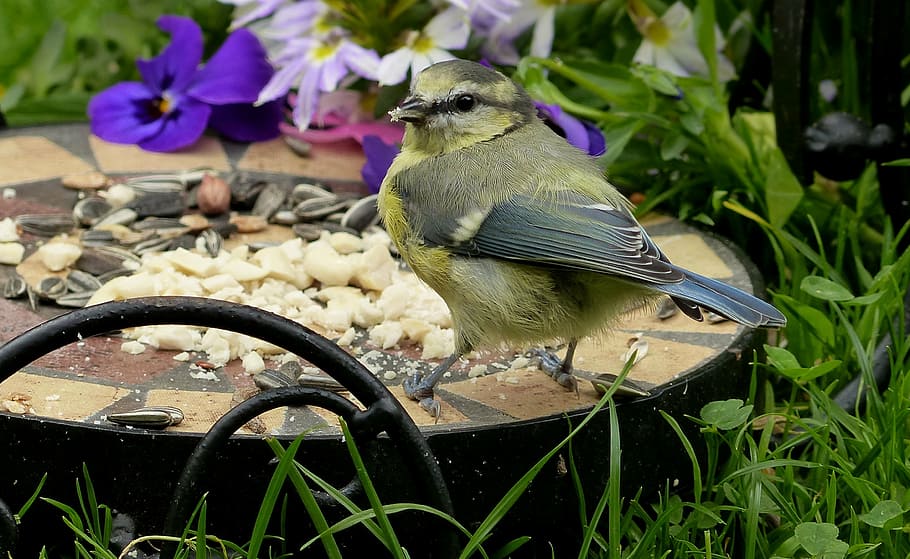 blue tit, cyanistes caeruleus, bird, young, foraging, garden HD wallpaper