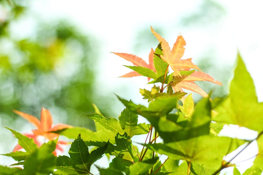 Maple, Nature, Green Leaves, leaf, green Color, plant, outdoors HD wallpaper