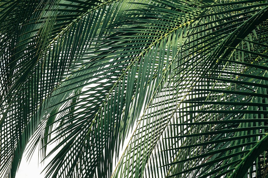 coconut tree during daytime, green leafed plant, palm tree, branch HD wallpaper