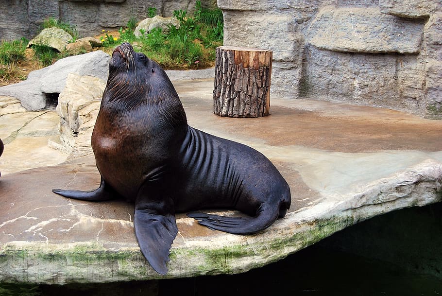 nature, mammal, sea ​​lion, foka, zoo, zoological garden, HD wallpaper