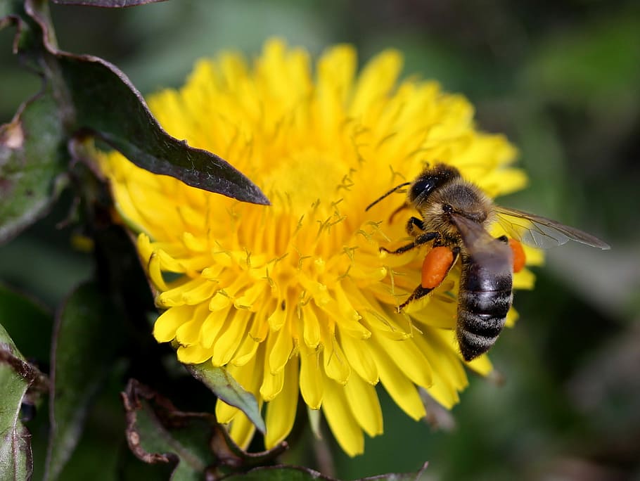 dandelion, bee, yellow, pollen, insecta, diligent, flower, nature HD wallpaper