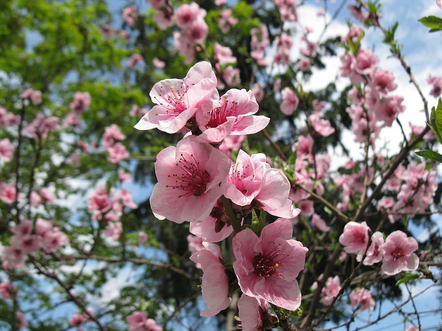 spring, nature, colors, flowering plant, fragility, pink color HD wallpaper