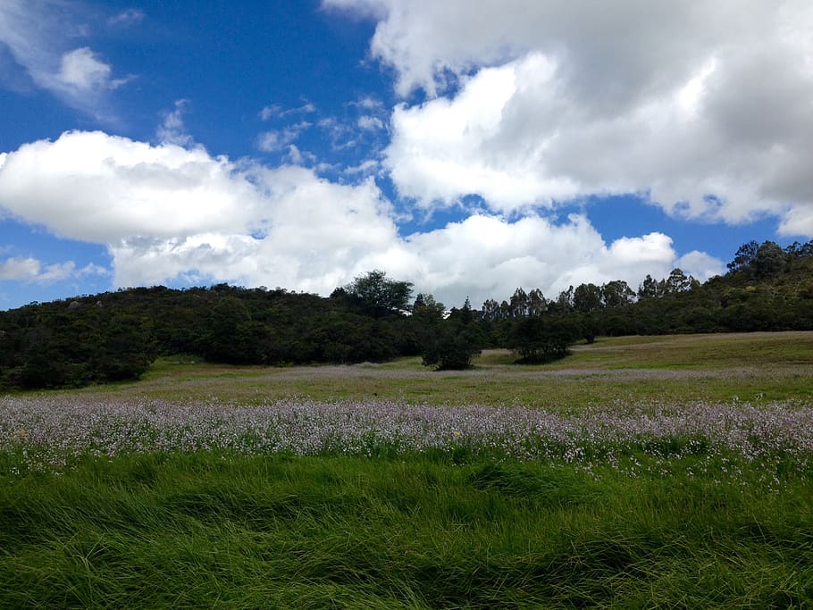 sky, grass, landscape, nature, environment, spring, outdoor HD wallpaper