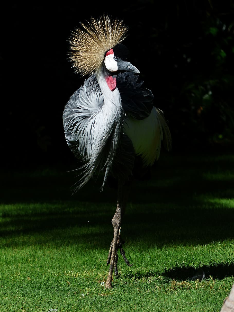 crane, bird, spring crown, south africa grey crowned crane