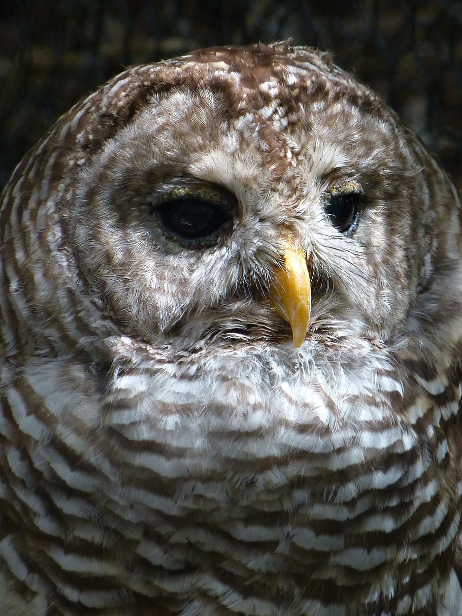 animals, owl, birds, animal themes, bird of prey, vertebrate HD wallpaper