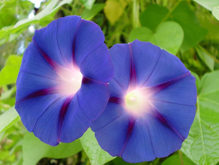 flower, blue, blossom, bloom, nature, plant, flowering plant HD wallpaper
