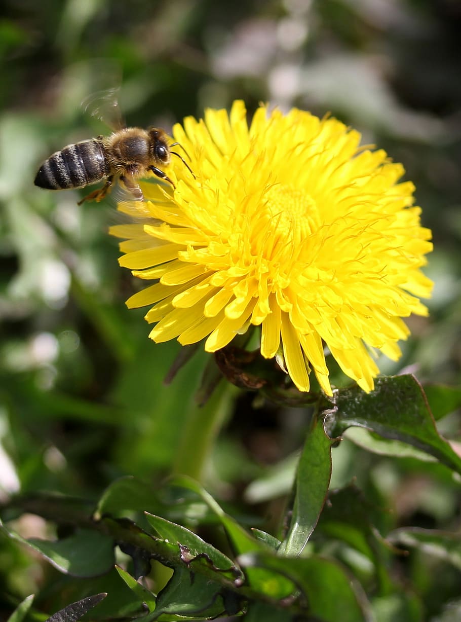 dandelion, bee, flight, yellow, pollen, insecta, diligent, flower HD wallpaper
