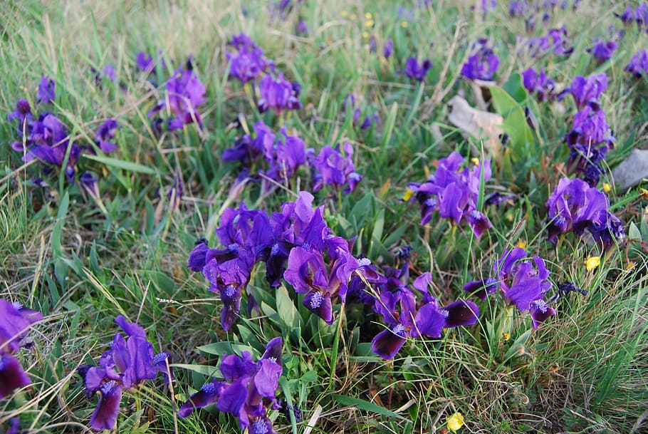 fleur-de-lis, flower, spring, flowering plant, purple, beauty in nature HD wallpaper