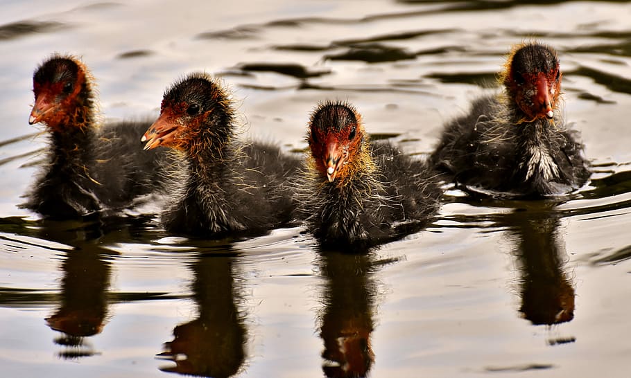 four black duckling floating on water, coots, chicks, waters HD wallpaper