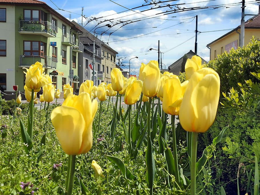 Spring, Flowers, Nature, Plants, otrokovice, yellow, daffodil HD wallpaper